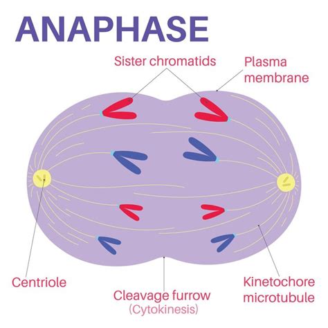 the structure of an anaphase diagram with all its major parts labeled ...