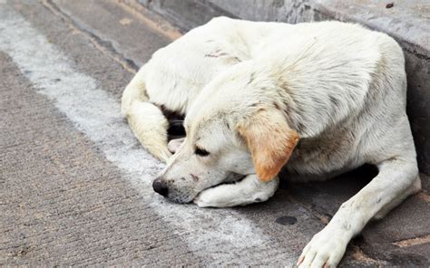 A man abandoned a dog in a field, when rescuers found out the truth ...