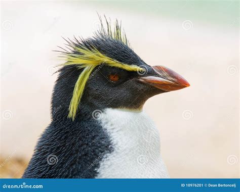 Crested penguin stock image. Image of snow, penguin, profile - 10976201