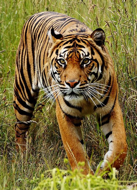 The Bali tiger – hunted to extinction – Moira Risen 12 images | Tiger species, Extinction, Tiger