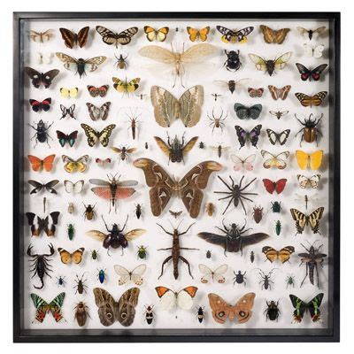 Museum Quality Insects Collection - Insects and Butterflies | Insect collection, Butterfly ...