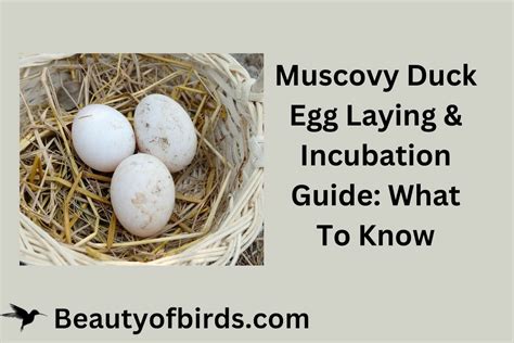 Muscovy Duck Egg Laying & Incubation Guide: What To Know