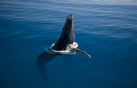 Whale photography tips Bluedog Photography Courses Brisbane