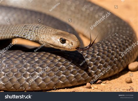 Highly Venomous Eastern Brown Snake Stock Photo 1574729986 | Shutterstock