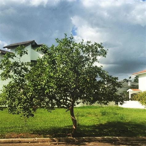 Paraiso das Árvores Goiabeira - Psidium guajava Tudo em Árvores e ...