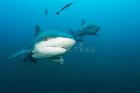 Giant bull shark stock image. Image of shelly, experience - 72836943