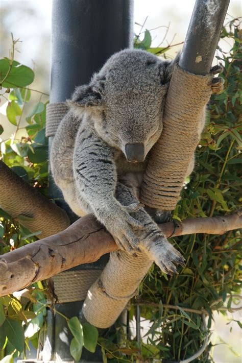 Koala at the San Diego Zoo | San diego zoo, Koala, Diego