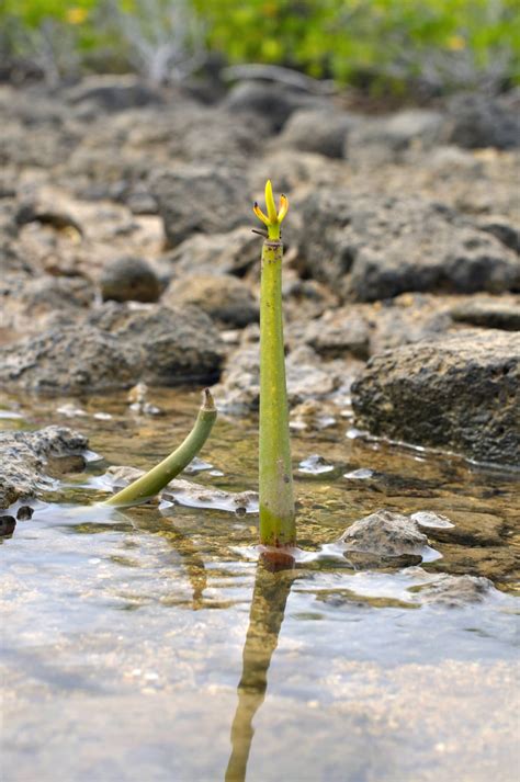 Building Your Mangrove Biotope | Refugium Education | AlgaeBarn