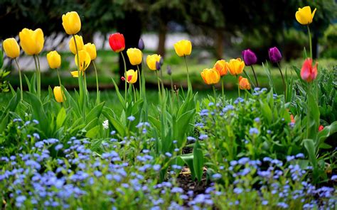 Fondos de pantalla Jardín de flores, primavera, tulipanes, amarillo ...