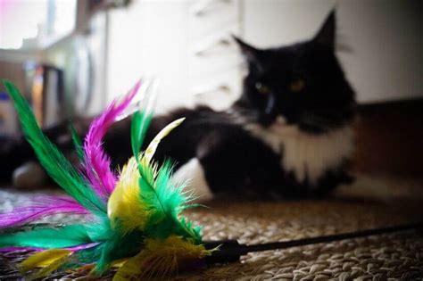 The Cruel Truth Behind Feather Accessories | PETA