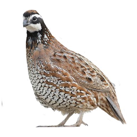 Live Bobwhite Quail Chicks for Sale | Stromberg's Chickens