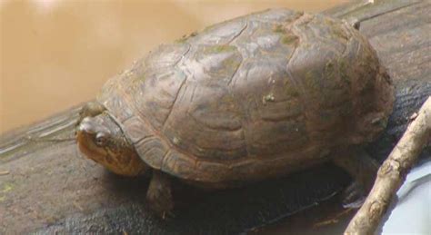 Native Turtles of Texas (with Pictures) – TurtleOwner.com