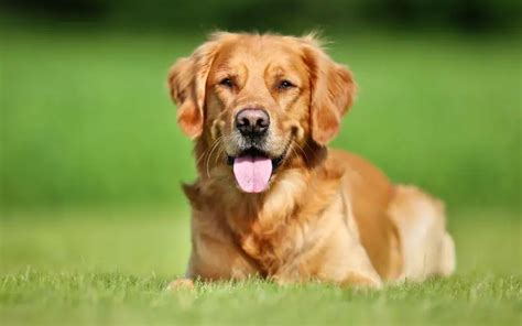 Summer Cuts for Golden Retrievers - Dogable