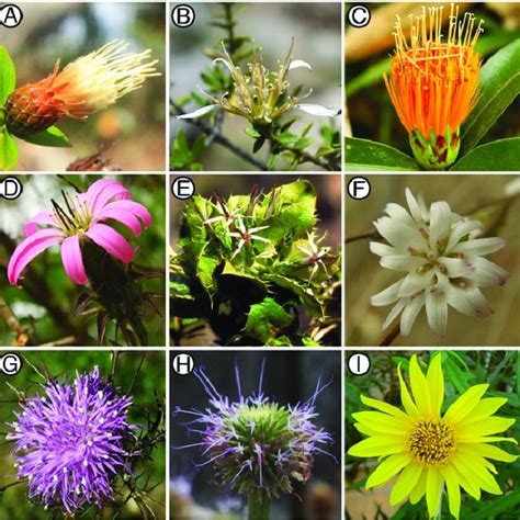 Maximum likelihood tree for the Asteraceae family. Tree is color coded ...