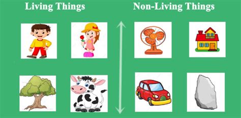 Science Quiz For Kids On Living And Nonliving Things | Attempts: 10211 - Trivia & Questions