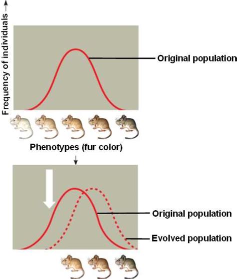 Stabilizing Selection Example In Animals