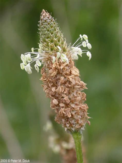 Plantago lanceolata (English Plantain): Minnesota Wildflowers