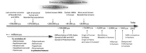 Neanderthal Timeline