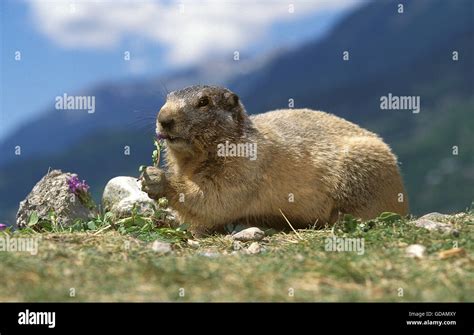 ALPINE MARMOT marmota marmota, ADULT EATING LEAVES, FRENCH ALPS Stock Photo - Alamy