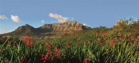 Table Mountain visitors urged to protect fauna and flora - Atlantic Sun