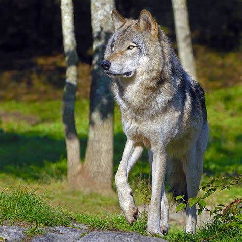 Timber Wolf Photograph by Tony Beck