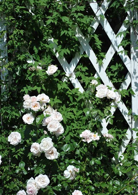 How to Grow Climbing Roses on a Trellis - A-Z Animals