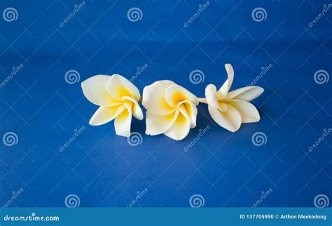 Flowers on a Blue Background Stock Photo - Image of background, design: 137705990
