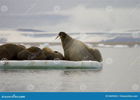 Albino walrus stock photo. Image of floe, tusk, group - 3649226