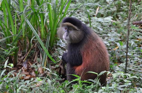 Identifying individual golden monkeys in gorilla habitat - Dian Fossey Gorilla Fund