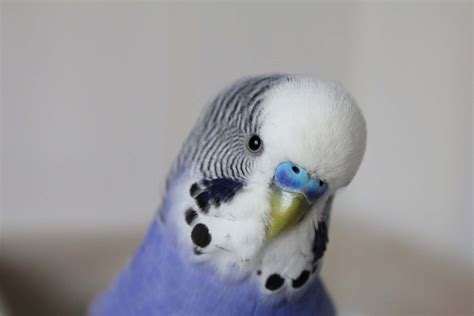 Budgerigar colors and their variety (Photo album) | ThePerruches.com