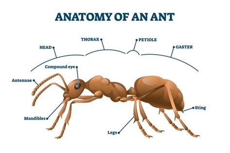 1,797 Ant Parts Images, Stock Photos, 3D objects, & Vectors | Shutterstock