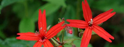 Appalachian Spring Wildflower Art Contest Species Checklist - New River Gorge National Park ...