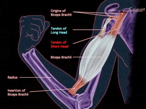 Proximal Biceps Repair | Mr Soong Chua - Orthopaedic Surgeon