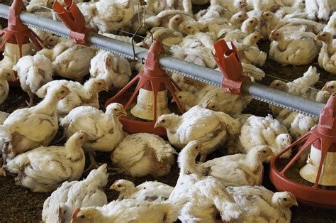 Two new bills would blunt the impact of factory farms on public health ...