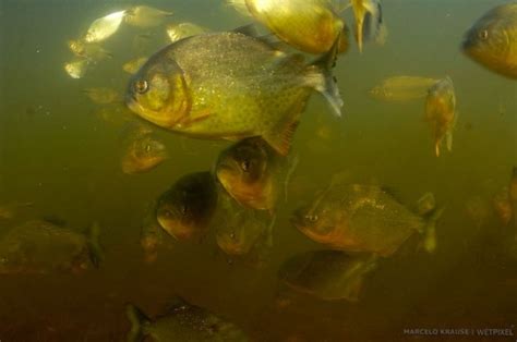 man eating piranha | The legendary man-eating piranha (*Pygocentrus nattereri*). Although ...