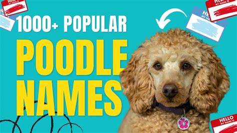 1000+ Popular Poodle Names | PoodleHQ