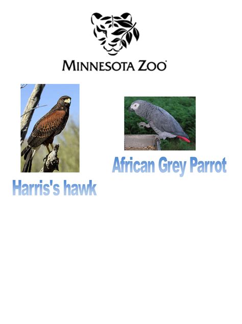 Minnesota Zoo Animal List Part 10 : Minnesota Zoo : Free Download ...