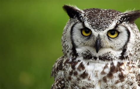 What Do Great Horned Owls Eat? – Great Horned Owl Diet and Eating Habits - Great Horned Owl