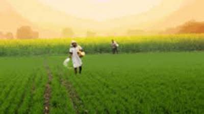 Organic: Tamil Nadu organic farming policy aims to encourage cluster-based cultivation | Chennai ...