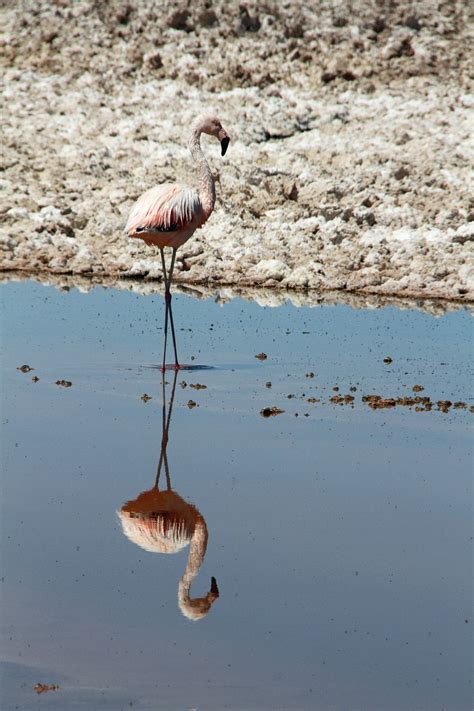 Flamingo Pink Atacama Desert - Free photo on Pixabay