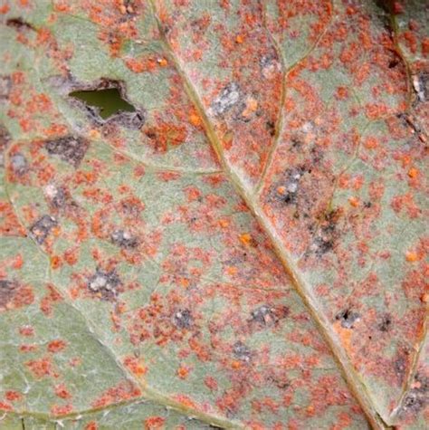 Rust Fungus: Controlling and Preventing Infection | The Seed Collection