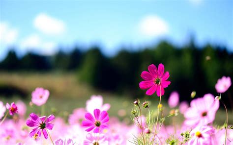 Wallpapers Pink Flowers Wallpapers