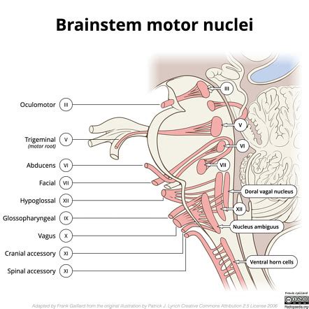 Cranial Nerves Brainstem Model