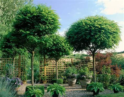 Best Deciduous and Evergreen Single Stem Trees for Small Gardens | Evergreen garden, Evergreen ...