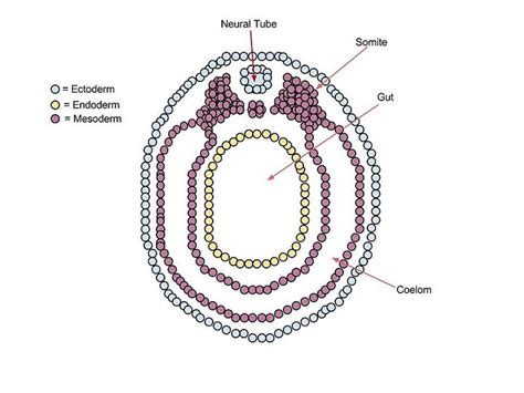 Pin by Ana Helena Soares on Biologia | Pinterest