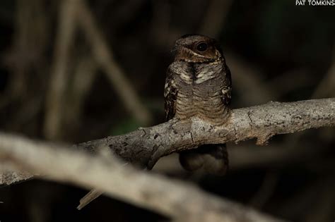 Nocturnal birds - Patrick Tomkins