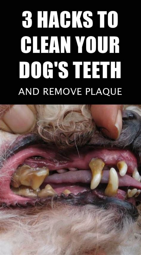 How to Remove Plaque Off Your Dog's Teeth | Dog teeth cleaning, Dog ...