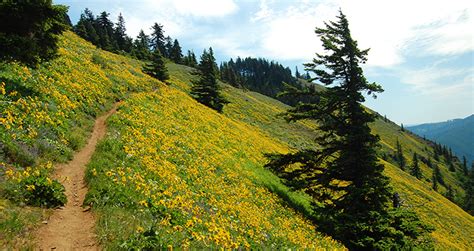 The 10 Most Beautiful Wildflower Hikes in the Pacific Northwest - The ...