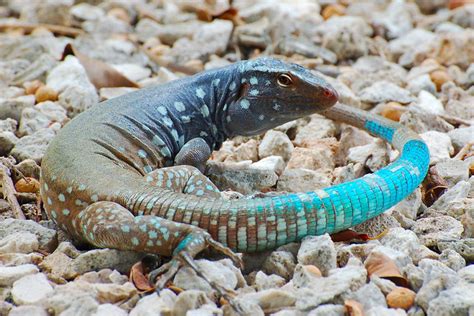 Blue tailed lizard (Cnemidophorus murinus) | Flickr - Photo Sharing!