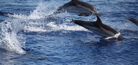 dauphin blanc et bleu | Cool countries, Living in italy, Whale